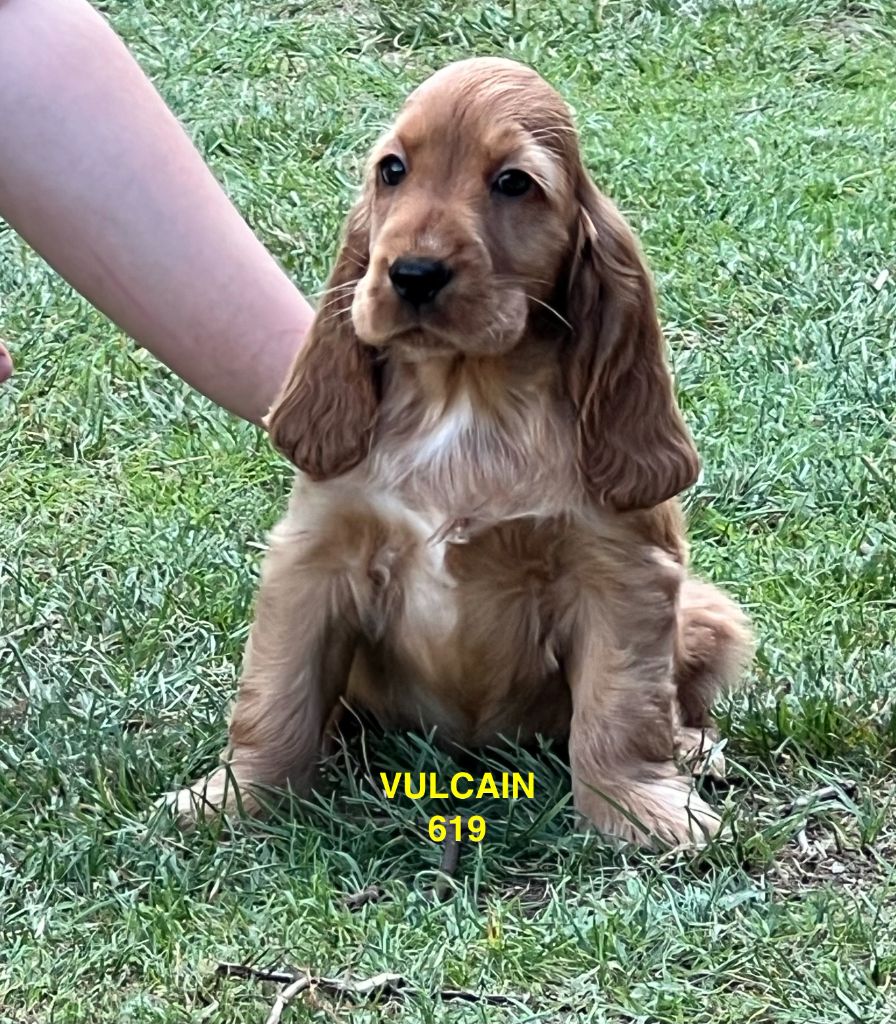 des coleres de Zeus - Chiot disponible  - Cocker Spaniel Anglais