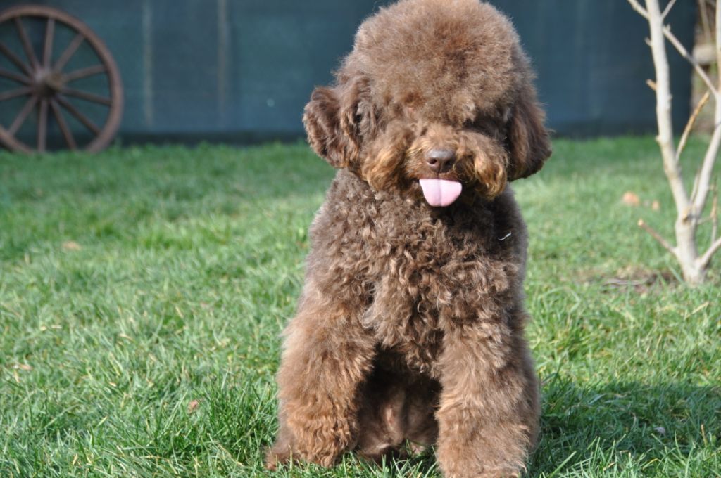 Phoebe des coleres de Zeus