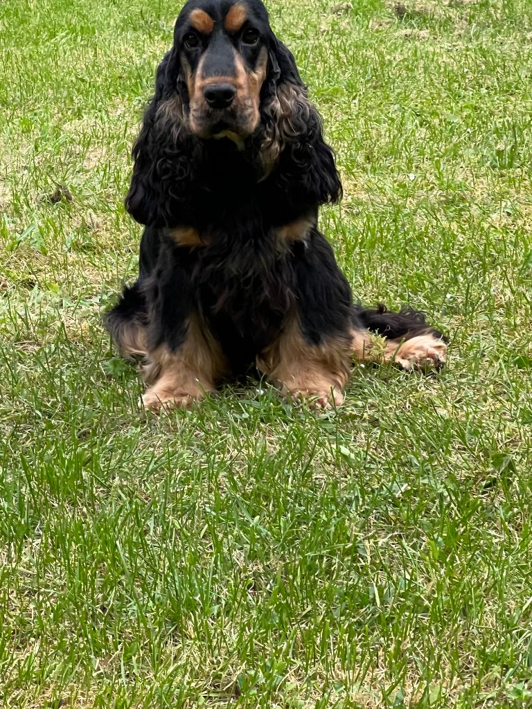 Sybelle des coleres de Zeus