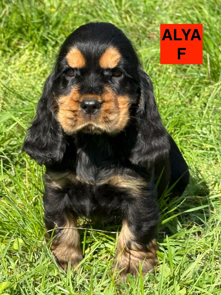 des coleres de Zeus - Chiots disponibles - Cocker Spaniel Anglais