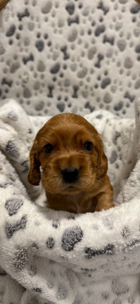 des coleres de Zeus - Chiots disponibles - Cocker Spaniel Anglais