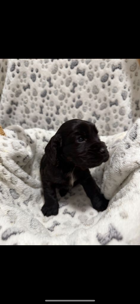 des coleres de Zeus - Chiots disponibles - Cocker Spaniel Anglais