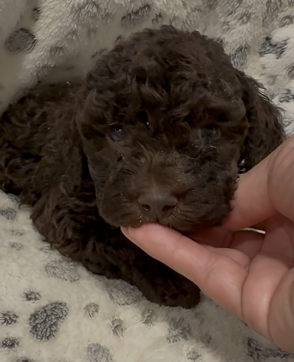 des coleres de Zeus - Lagotto Romagnolo - Portée née le 14/10/2025