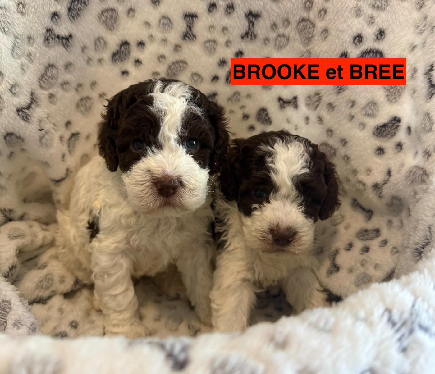 des coleres de Zeus - Chiots disponibles - Lagotto Romagnolo