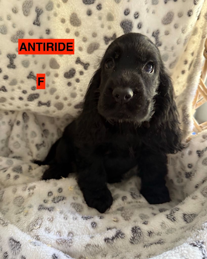 des coleres de Zeus - Chiots disponibles - Cocker Spaniel Anglais