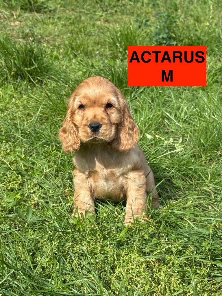des coleres de Zeus - Cocker Spaniel Anglais - Portée née le 31/07/2025