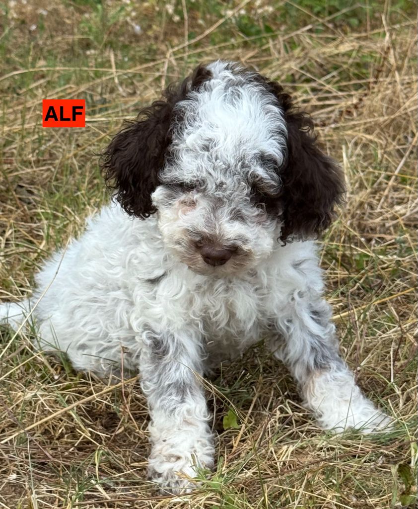 des coleres de Zeus - Chiots disponibles - Lagotto Romagnolo