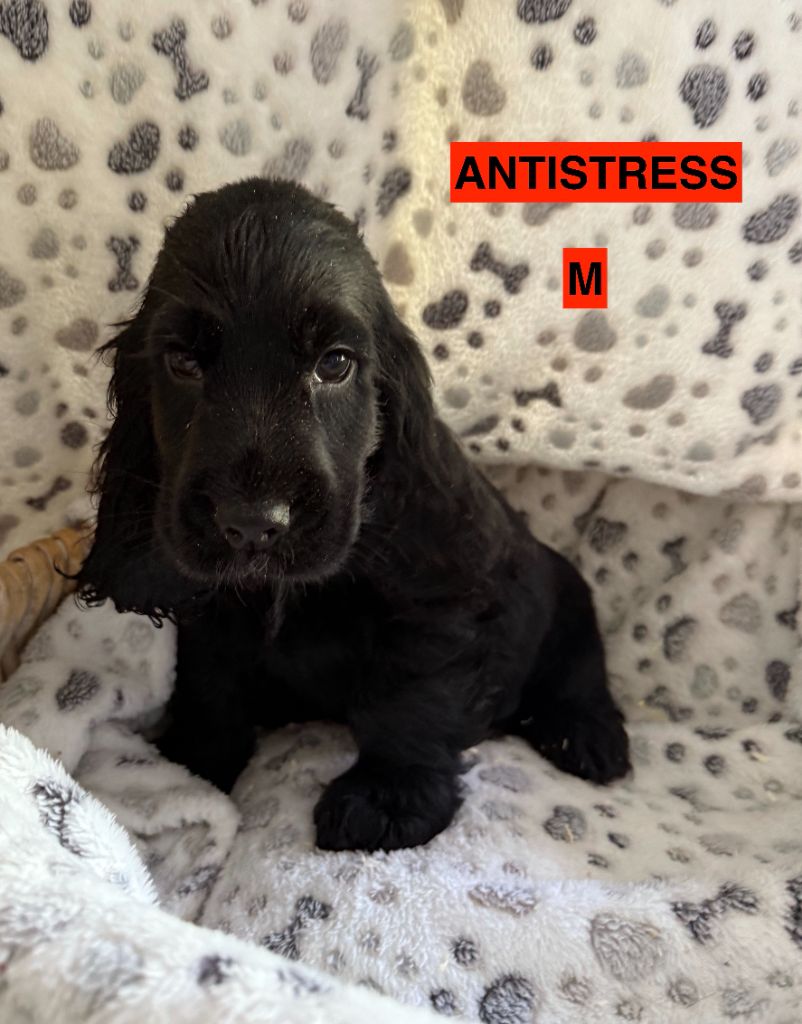 des coleres de Zeus - Chiots disponibles - Cocker Spaniel Anglais