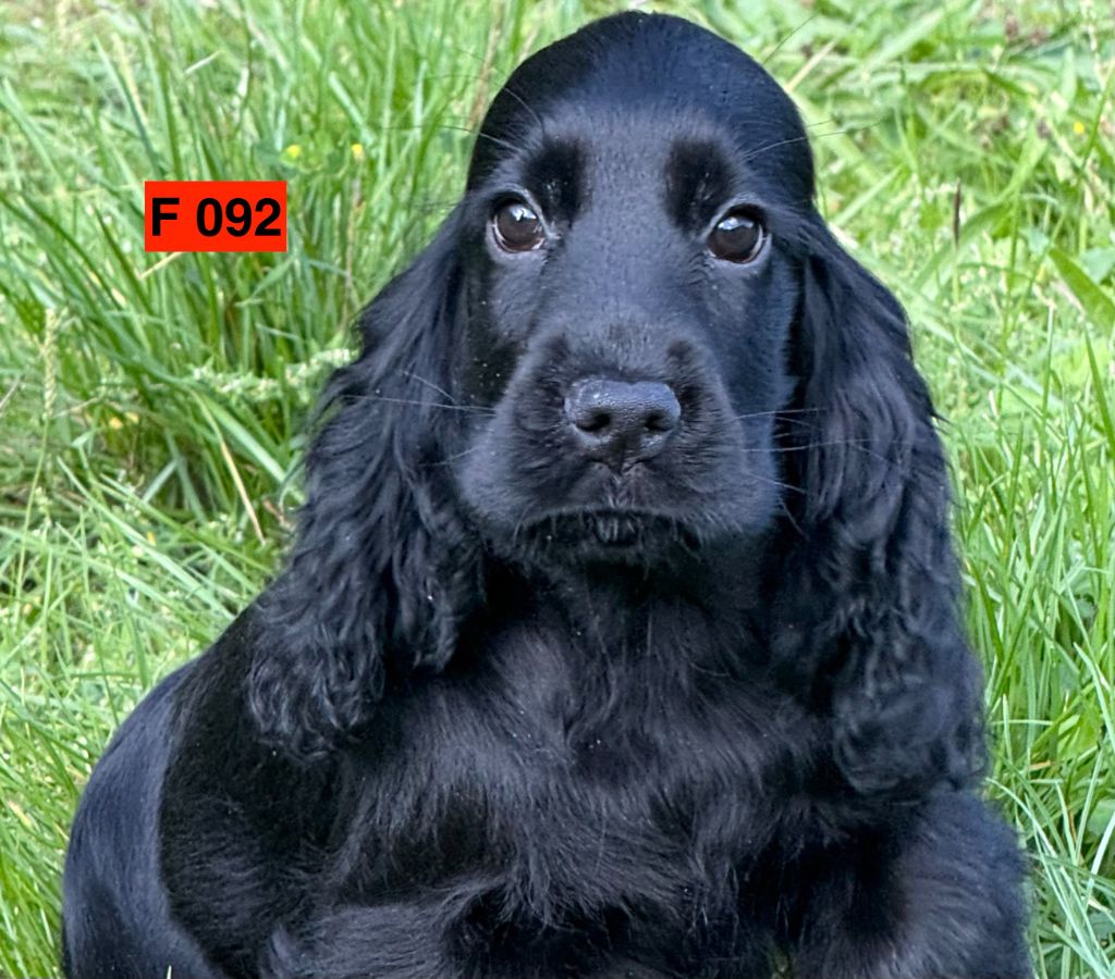 des coleres de Zeus - Chiots disponibles - Cocker Spaniel Anglais