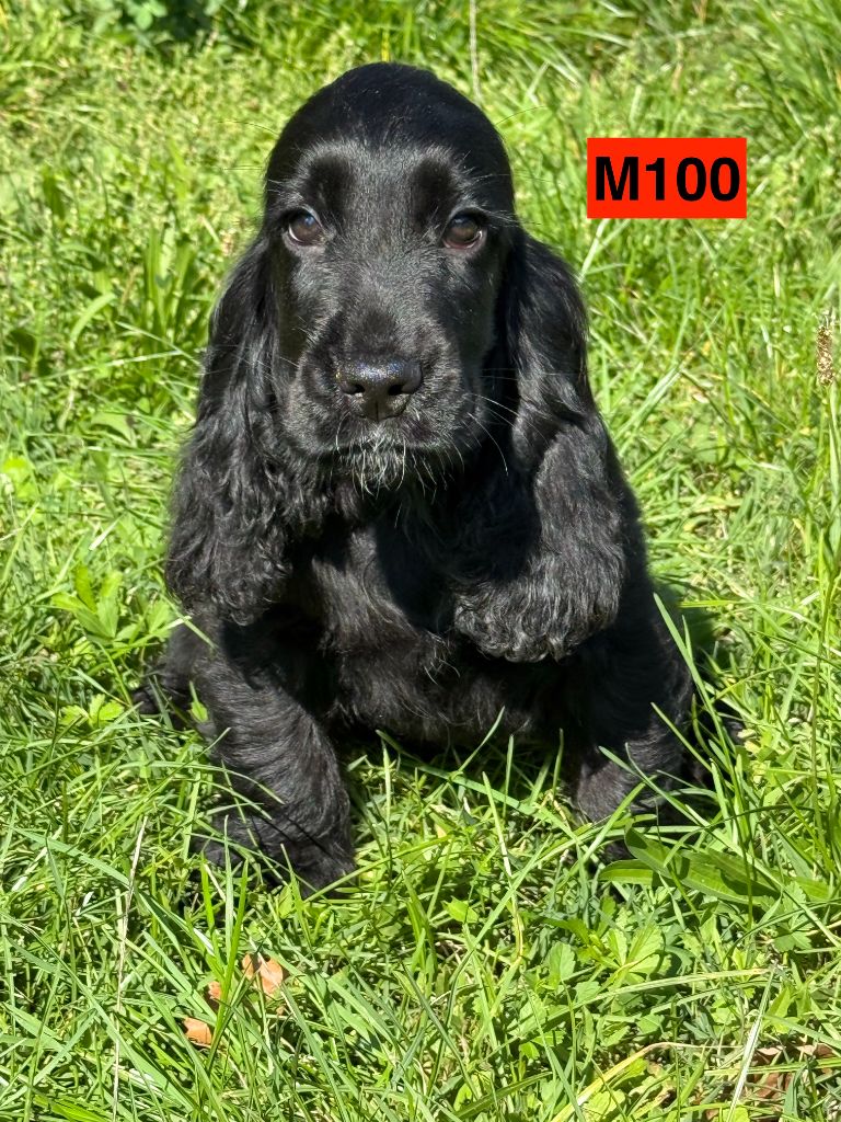 des coleres de Zeus - Chiots disponibles - Cocker Spaniel Anglais