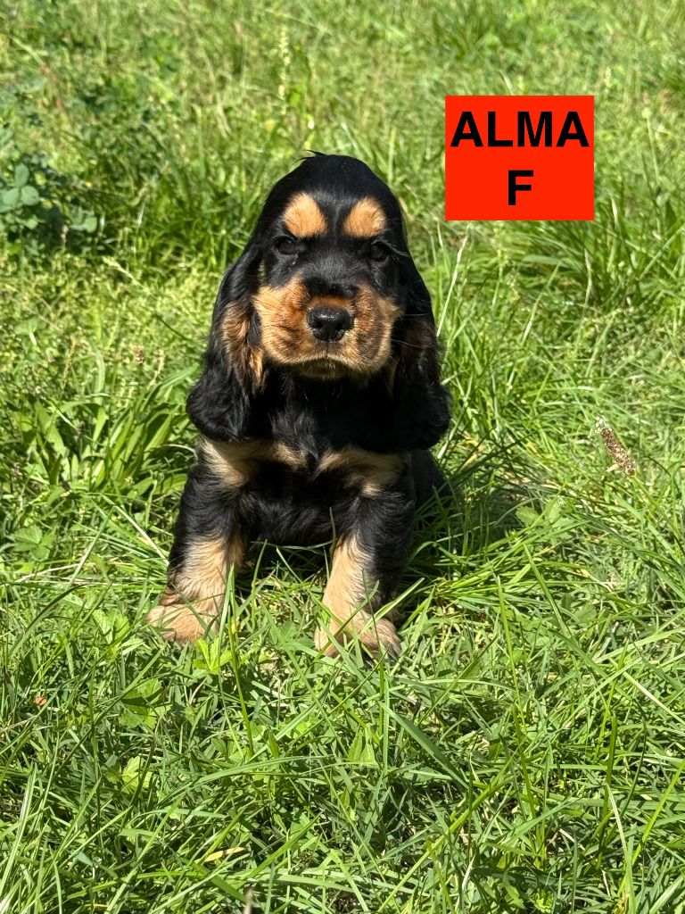 des coleres de Zeus - Chiots disponibles - Cocker Spaniel Anglais