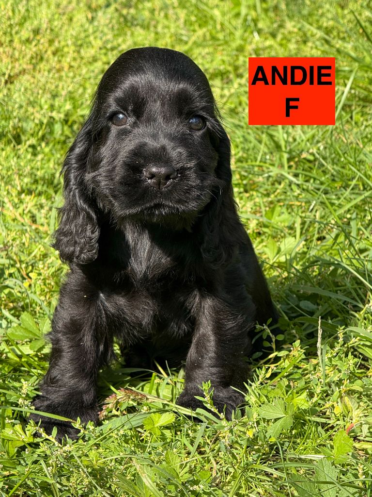 des coleres de Zeus - Chiots disponibles - Cocker Spaniel Anglais