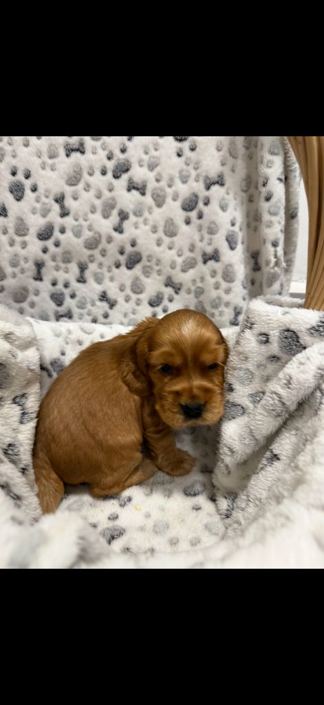 des coleres de Zeus - Chiots disponibles - Cocker Spaniel Anglais