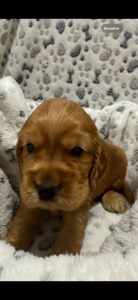 des coleres de Zeus - Chiots disponibles - Cocker Spaniel Anglais