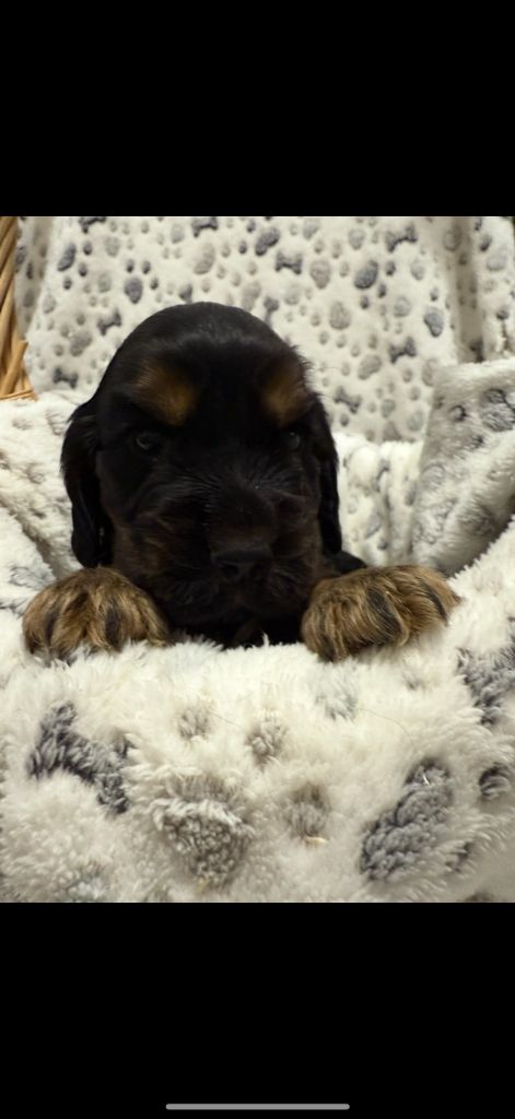 des coleres de Zeus - Chiots disponibles - Cocker Spaniel Anglais