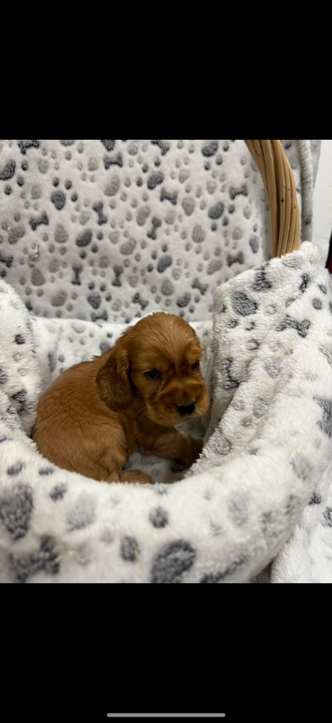 des coleres de Zeus - Chiots disponibles - Cocker Spaniel Anglais