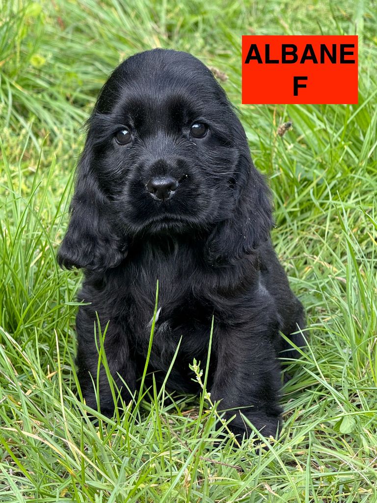 des coleres de Zeus - Chiots disponibles - Cocker Spaniel Anglais