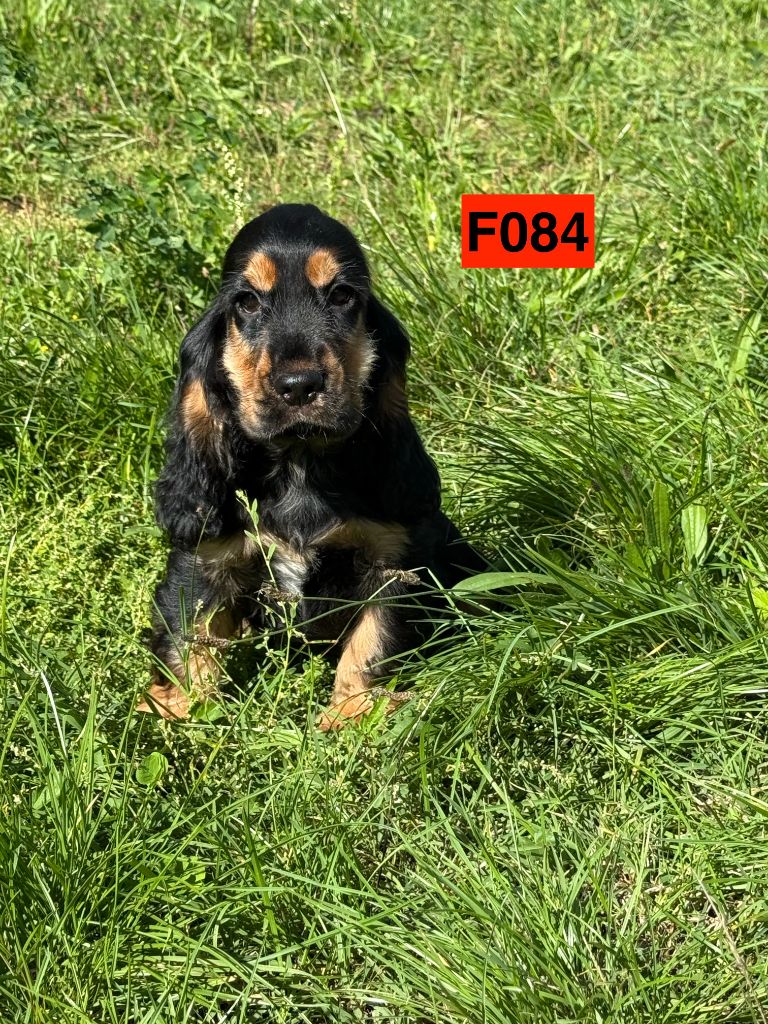 des coleres de Zeus - Chiots disponibles - Cocker Spaniel Anglais