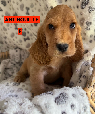 CHIOT 6