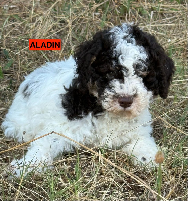 CHIOT 2
