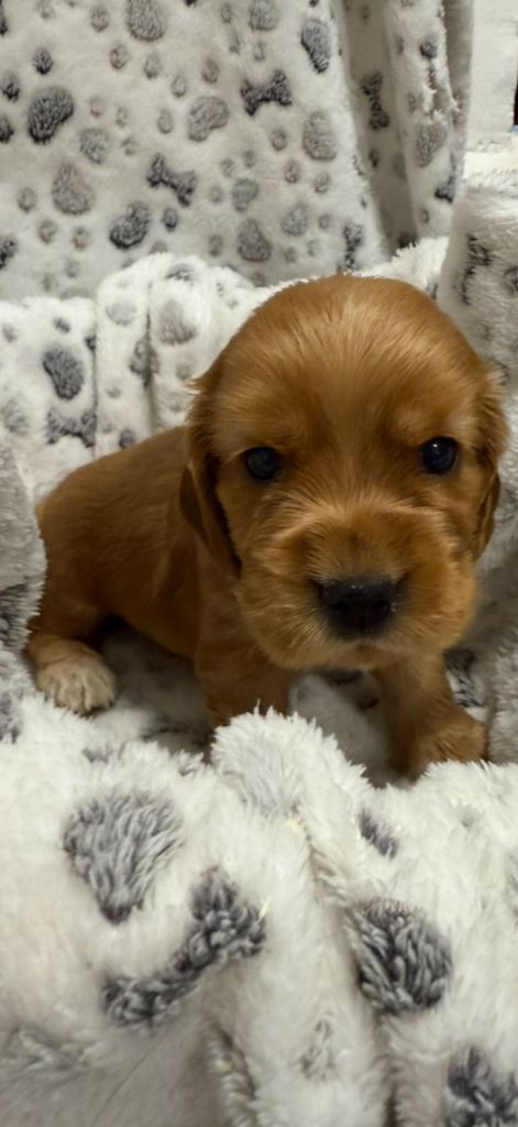 des coleres de Zeus - Chiots disponibles - Cocker Spaniel Anglais