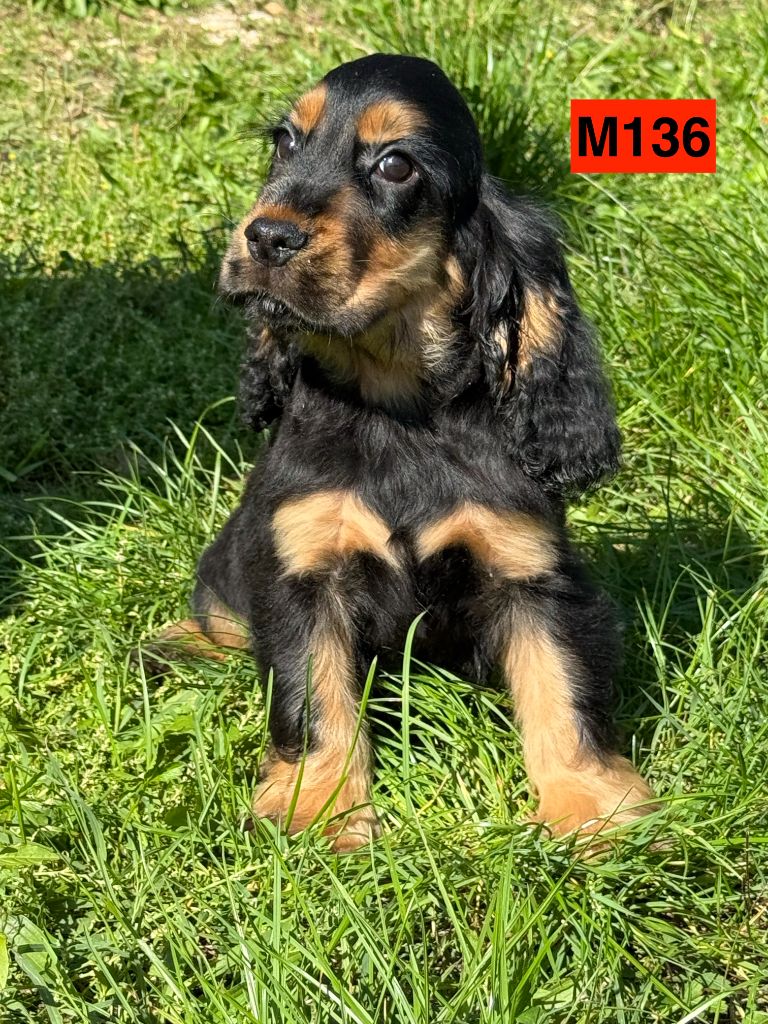 des coleres de Zeus - Cocker Spaniel Anglais - Portée née le 29/06/2025