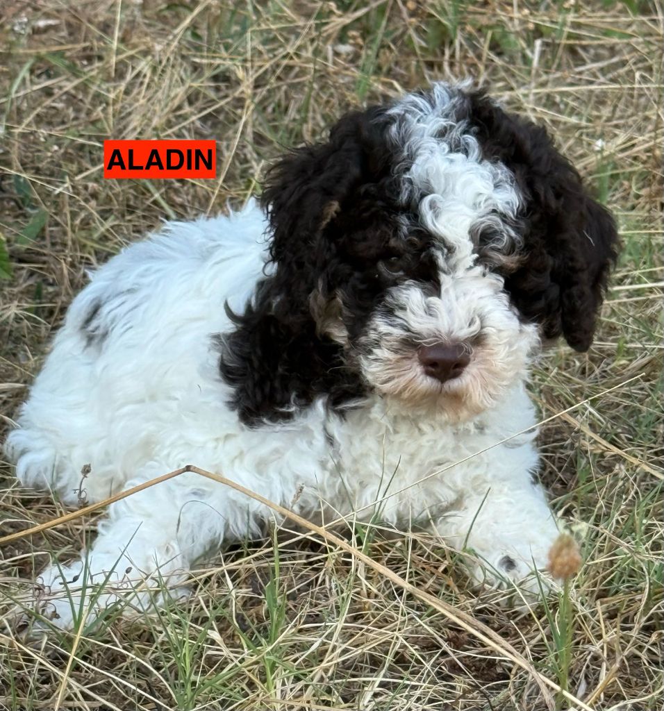 des coleres de Zeus - Chiots disponibles - Lagotto Romagnolo