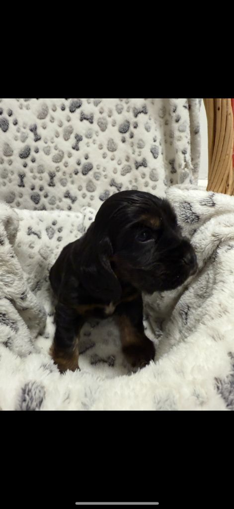 des coleres de Zeus - Chiots disponibles - Cocker Spaniel Anglais