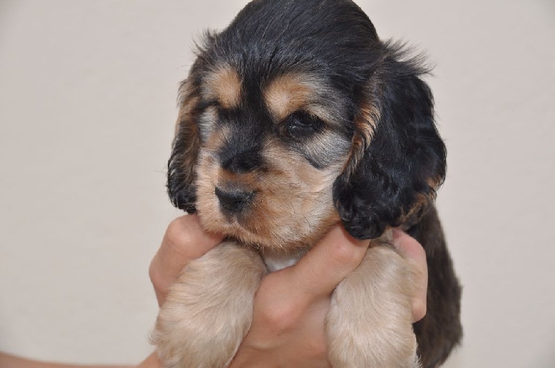 Chiot Cocker Spaniel Anglais des coleres de Zeus