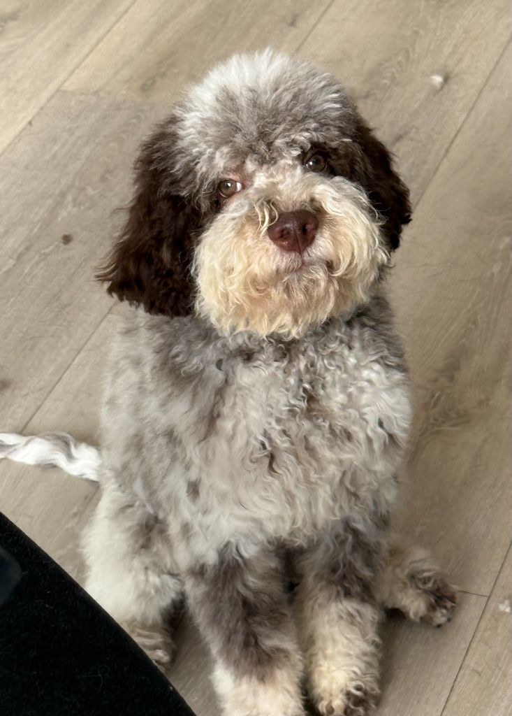 des coleres de Zeus - Chiots disponibles - Lagotto Romagnolo