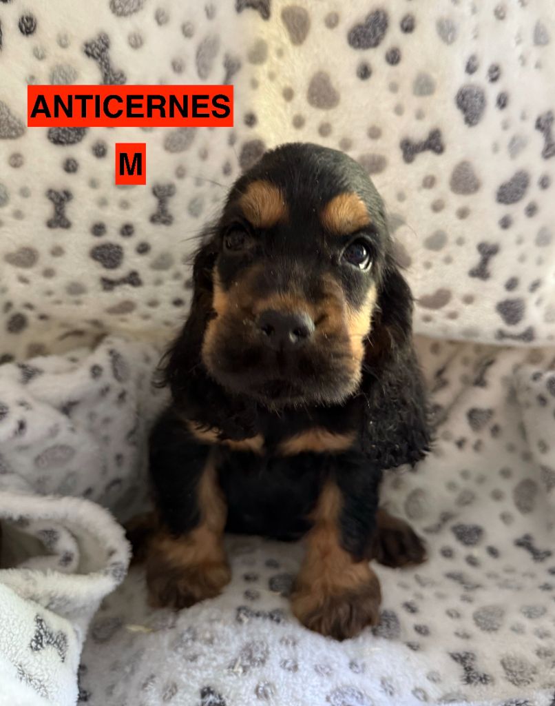 des coleres de Zeus - Chiots disponibles - Cocker Spaniel Anglais