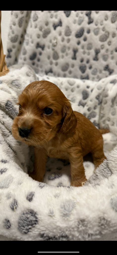 des coleres de Zeus - Chiots disponibles - Cocker Spaniel Anglais