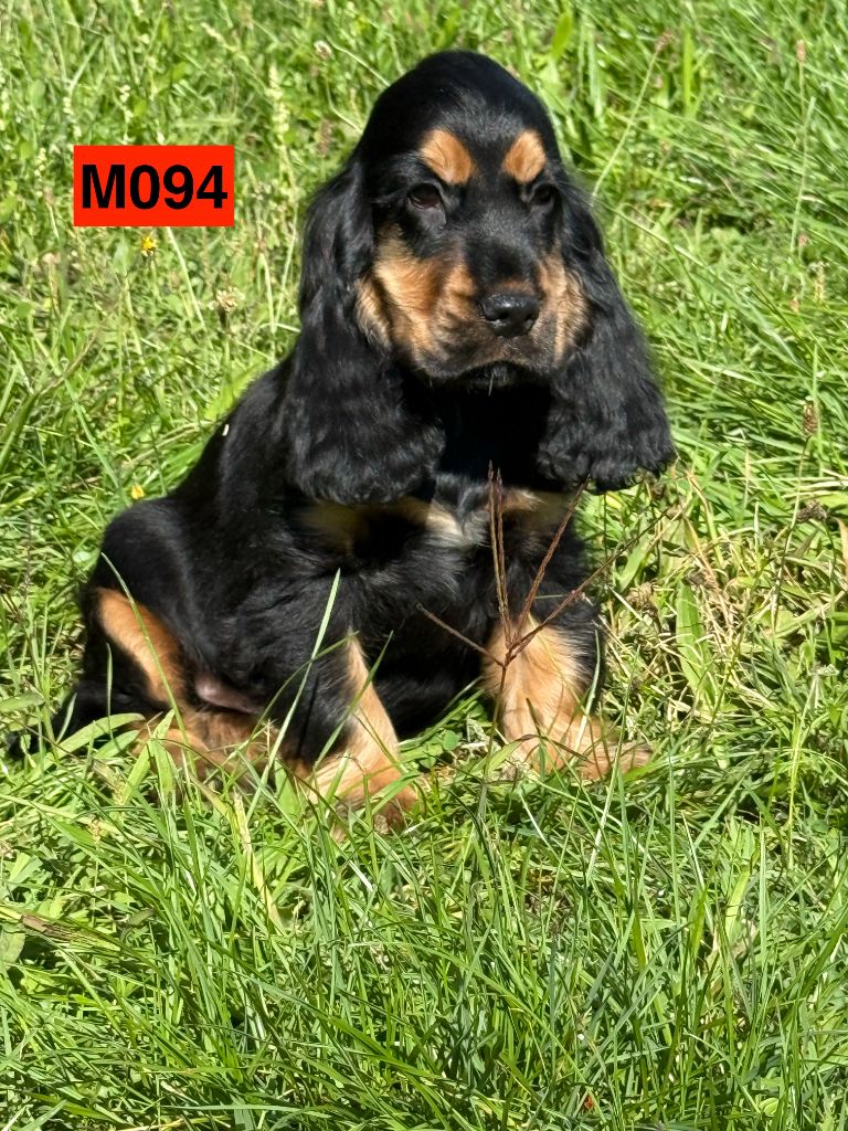 des coleres de Zeus - Chiots disponibles - Cocker Spaniel Anglais